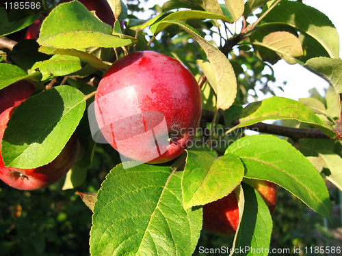 Image of branch with red apple 