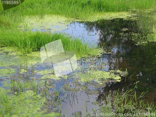 Image of green swamp