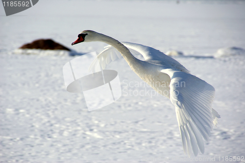 Image of White swan 