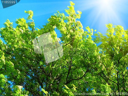 Image of green tree and sunlight on a blue sky background