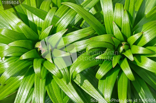 Image of Lily buds