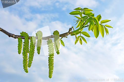 Image of Flowering branch of walnut