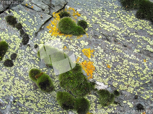 Image of Rock with moss