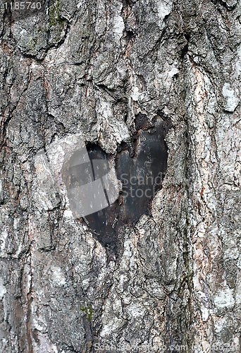 Image of love symbol on a trunk of tree