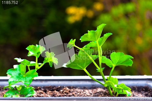Image of Fresh green plant against blurry abstract background