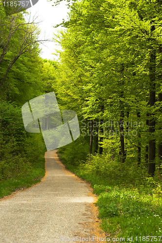 Image of A road in the forest leading down the hill