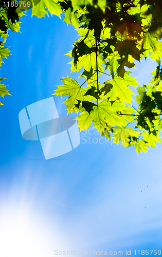 Image of Beutiful green leaves against blue sky and sun