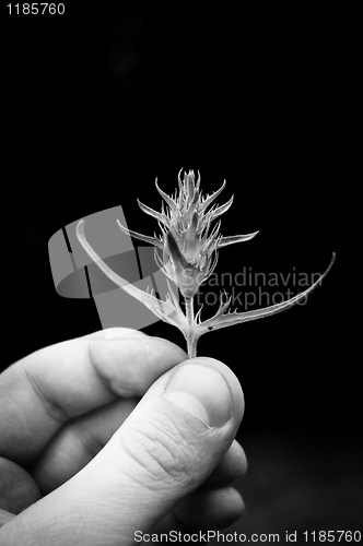 Image of Hand holding rare plant in black and white