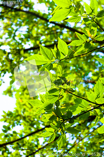 Image of Beutiful green leaves against blurry background