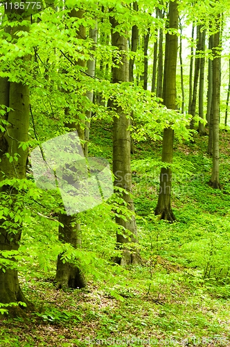 Image of Part of a spring forest with trees on the slope