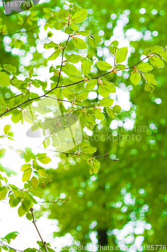Image of Beams of the sun shining trough leaves with green background