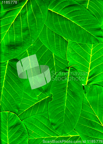 Image of Vibrant green leaves piled up