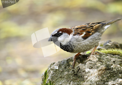 Image of single sparrow