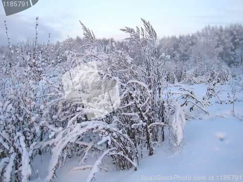 Image of winter scenery