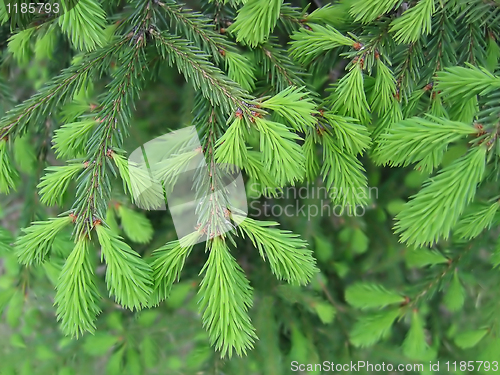 Image of pine branches with young runaways