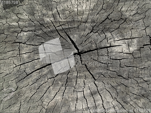 Image of old wood texture 
