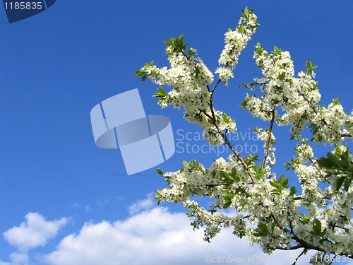 Image of branch of blossoming tree