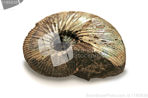 Image of fossilized ammonite