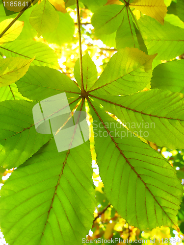 Image of autumn leaves of a chestnut