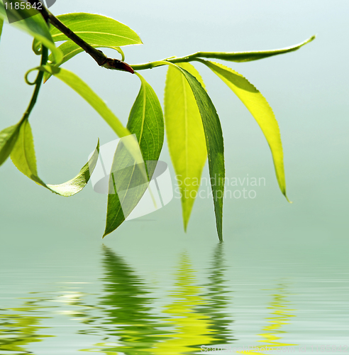 Image of fresh green leaves reflected in water