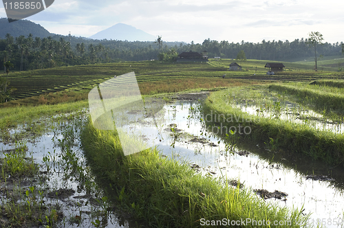 Image of Rice field