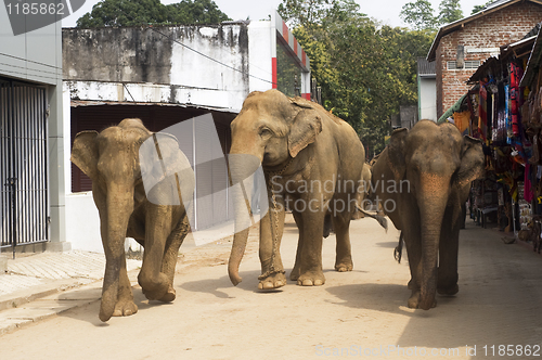 Image of Elephants on the srtreet