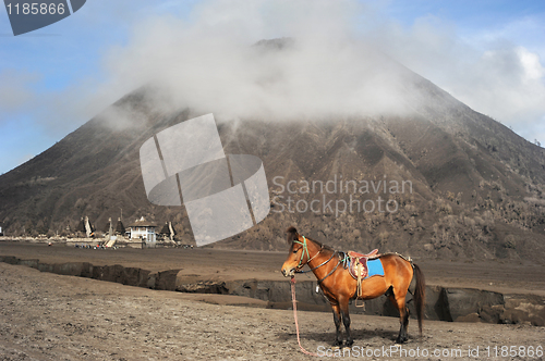 Image of Horse near the mountain