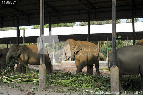 Image of Elephants