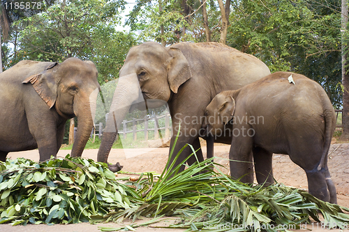 Image of Elephant family