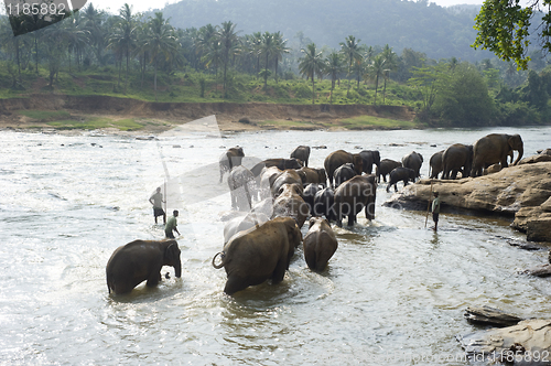 Image of Elephants bathing