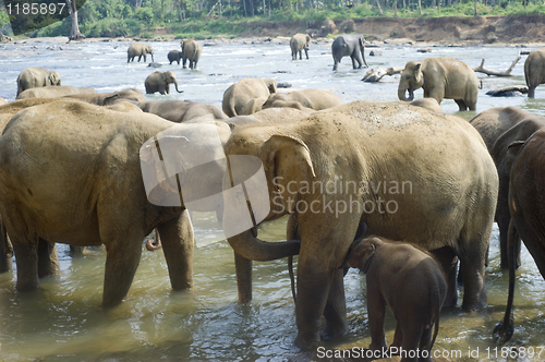 Image of Elephants bathing