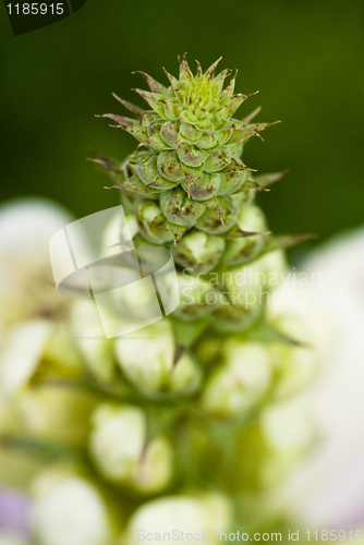 Image of Flower