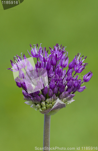 Image of Flower
