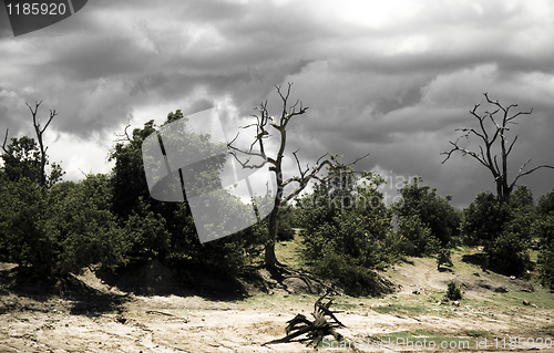 Image of Dark sky of Africa