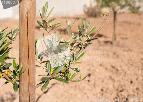 Image of Olive tree