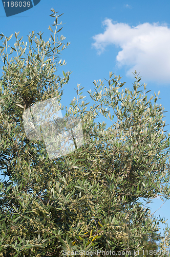 Image of Olive tree