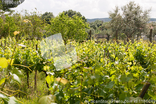 Image of Vineyard 