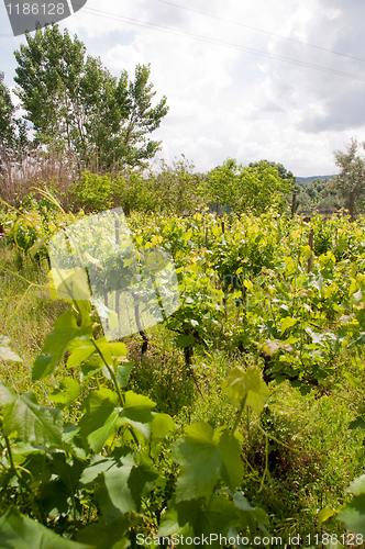 Image of Vineyard 