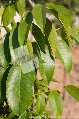 Image of Apple tree leaves