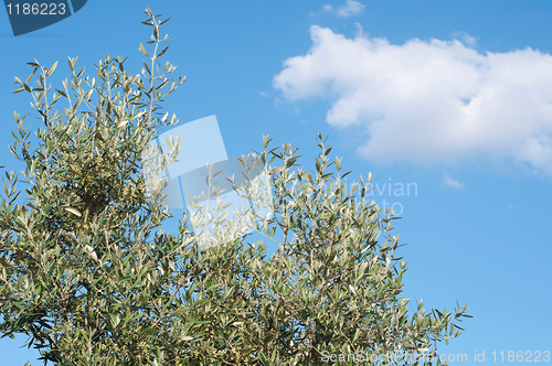 Image of Olive tree