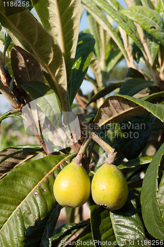 Image of Loquat tree