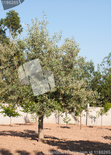 Image of Olive tree