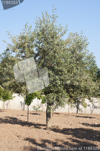 Image of Olive tree