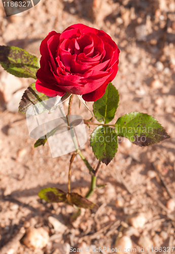 Image of Red rose 