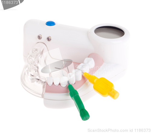 Image of Dental model