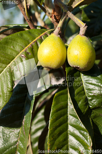 Image of Loquat tree