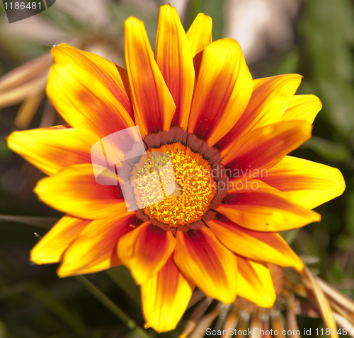 Image of Gazania