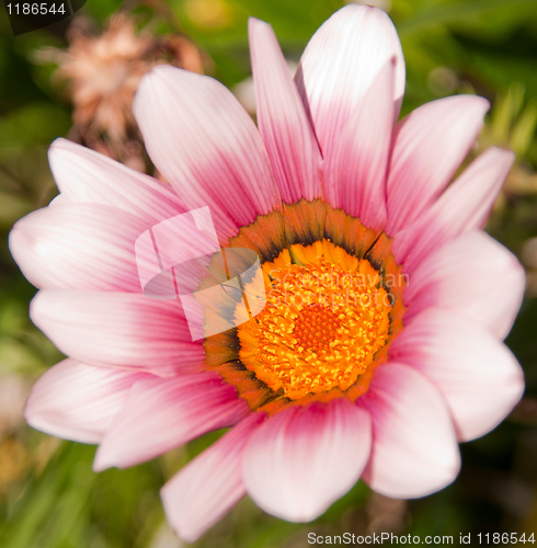 Image of Gazania