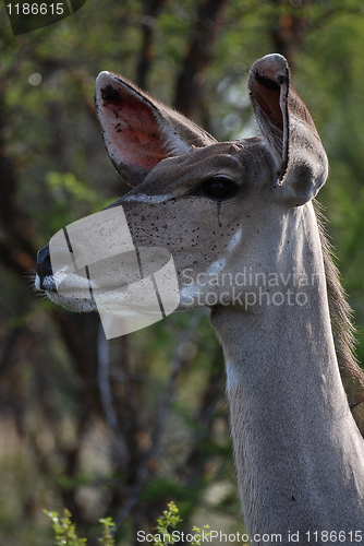 Image of Impala