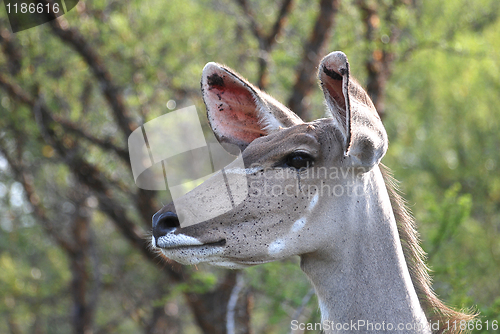 Image of Impala